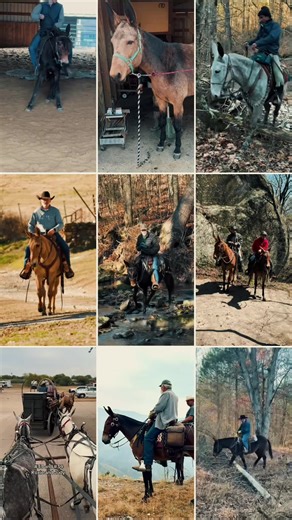 Milam Mules Select Mule Sale! Sikeston, MO February 28th!!! #milammules #horseauctionsusa #mules #mulesoftiktok #mule