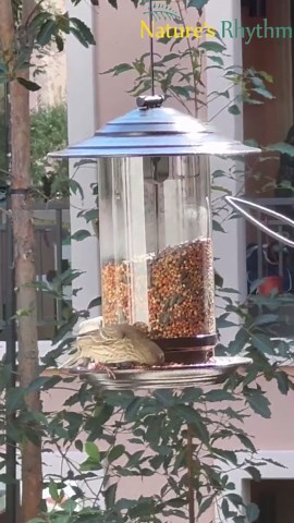 Outdoor Cylindrical PC Tube Bird Feeder with Metal Dome Cover, Holds 2.5 lbs. of Seed, Suitable for Multiple Birds
