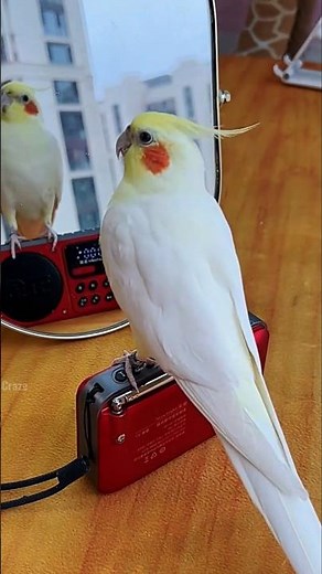 Adorable Cockatiel Jerry's Cute Singing and Dancing Moments 🎶🦜💖 #cockatielscraze #cockatiel