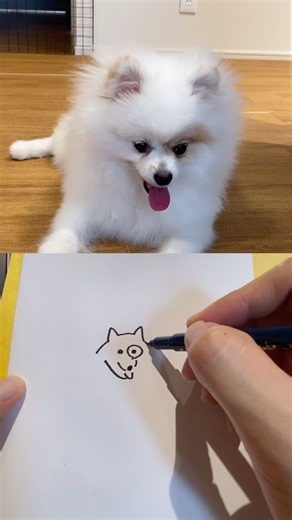 お絵描きされてみた #犬 #ポメラニアン #犬のいる生活 #イラスト
