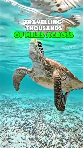 A Real-Life Ocean Time Traveler 🐢#seaturtles #oceanlife #marineworld #naturelovers #didyouknow