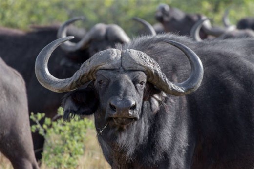 Safari Classics TV on Instagram: "Join PH Harpreet Brar in the wilds of Tanzania as he leads his hunter on a fast-paced, adrenaline-loaded stalk for a truly giant Cape buffalo. Thick cover, tight pressure, and a bull of a lifetime—this is classic Hornady’s Dark & Dangerous action. And this clip is just the beginning. 🔥 Watch hundreds of full episodes ad-free on the Safari Classics TV App — including every season of Hornady’s Dark & Dangerous. 📲 Download today and start streaming nonstop Africa