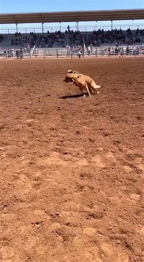 This Animal Duo Stole the Entire Show 😂