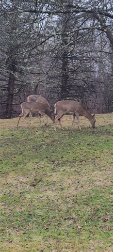Four deer in the back yard.