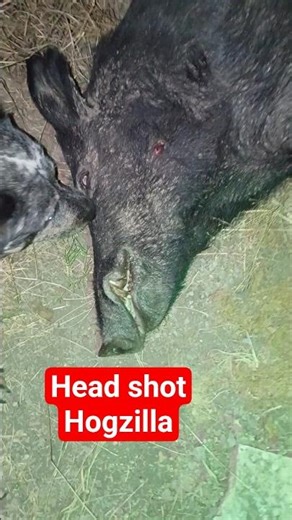 HEAD SHOT ON HOGZILLA