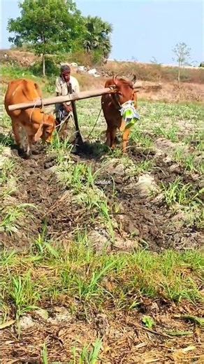 Bull Plowing The Field | Plowing With Bulls | Bullock Plowing Videos | Bullock Videos Bullock Media