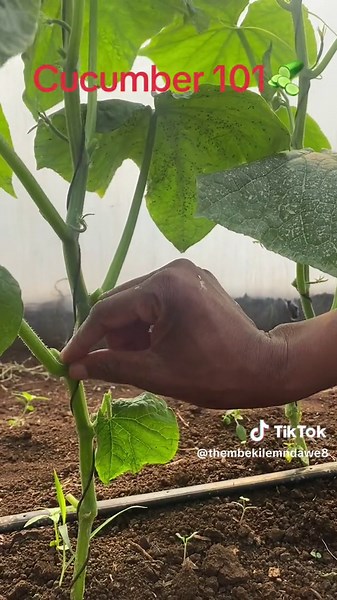 Cucumber 101: Pruning Tips for Healthy Plants