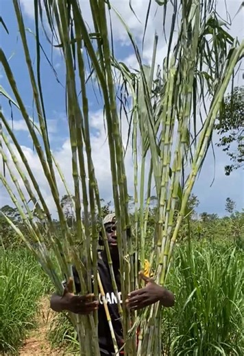 Juncao grass Uganda. One of Juncao’s traits is its ability to produce a high number of tillers. Here am sharing a harvest from just one stem that we planted. Dear farmers start with a few stems as your mother garden then later harvest and scale up. #juncao #grass