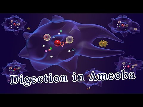 Nutrition in amoeba, Digestion in amoeba