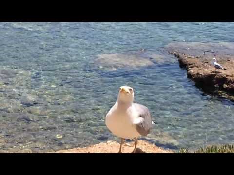Evil seagull laughing