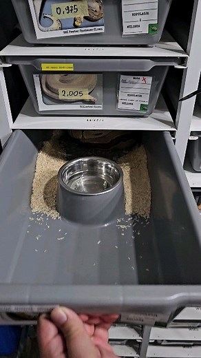 42K views · 234 reactions | Clown x red stripe het.clown 讀讀讀讀讀讀讀 #royalpythons #ballpythonlove #beardeddragon #reptilebreeder #snek #morph #leopardgecko #petsnake #herpetology #animal #morphs #cornsnake #snakelove #reptilelove #livingart #ballpythonofinstagram #snakelovers #reptilesofinsta #serpent #ballpythonsnake #nature #ballpythonlover #babyballpython #snakesofinsta #crestedgecko #ballpythonmorphsofinstagram | Xclusive ball pythons | Facebook