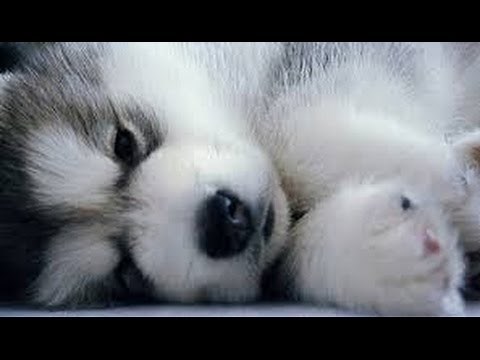 Pomsky Puppies cute Puppy Pomskies Cross Pomeranian Husky Tiny Adorable Baby POM Pomskys compilation
