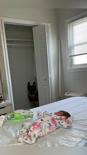Ace can’t wait for Arya to grow up and play with him🥰 #germanshepherd #bestfriend #foryoupage #babies #fypシ #gsd