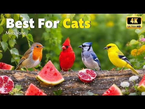 Relaxing Bird Moments for Cats 🐦 Peaceful Garden Views and Melodies for Your Feline Friend