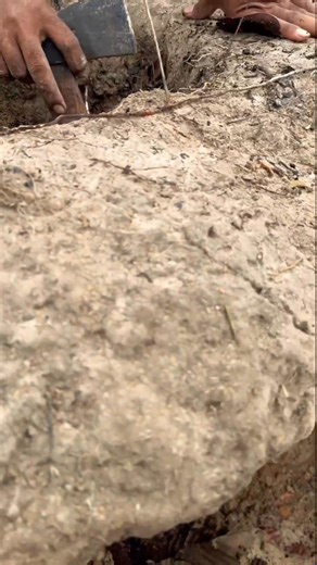 3.3K views · 18 reactions | Part.04 Man catches snake taking out from nest video feed #beautiful #wildlife #fypシ #parrotlover #parrots #pet #parrotsofinstagram #reelvideos #fypシ゚viral | Whitneey | Facebook