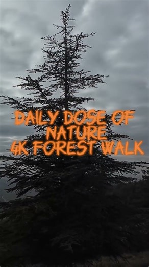 DAILY DOSE OF NATURE 4K FOREST WALK short