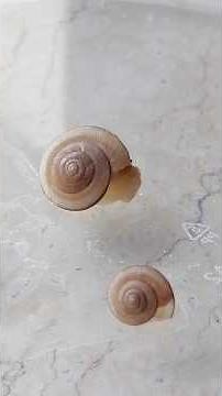 How do snails crawl out of their shells