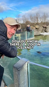 This weekend we went to the Zoo and it was pretty cool 😎 I am honestly shocked Iceland has a zoo, to be fair, it’s not quite a zoo like I might be used to. There was also a whole other area for activities and rides for families and kids but it wasn’t fully opened yet. You can find this location and others on my Iceland Map in my profile. It’s right in Reykjavik! Perfect for families with young children 😊 #iceland #zoo #reindeer #icelandichorse #icelandicnature | kyanasue