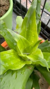Rain drops 🌱#trending #shortsfeed #shorts #youtubeshorts