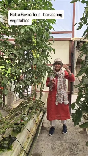 “From farm to table—fresh, organic, and straight from the source! A wonderful harvest experience at Hatta Farms, exploring nature’s best produce. A must-visit for all food and nature lovers! 🌿🍆🥕 🎥 @heroes_wear_crepes #HattaFarms #FreshHarvest #FarmToTable #OrganicGoodness”