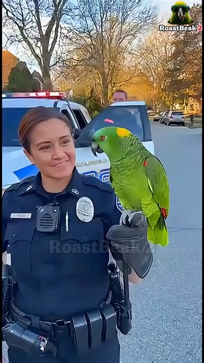 Bodycam will record your REAL age Officer wasnt ready for this roast #Roastbeak #SavageParrot #VetComedy #FunnyReels #TalkingParrot #AIComedy #ViralReels2025 #ParrotRoast #NeedlePanic #PoliceComedy #viralreelsfb | Hotel Resort & Spa Miramonti