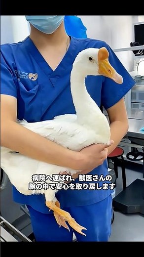 獰猛な犬からガチョウを救出した女性…その後の奇跡の絆に涙🥺🦆 #ガチョウ#保護動物#動物救助