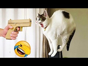The 60 Funniest Cats of 2025 😹🐾 Try Not to Laugh 😂