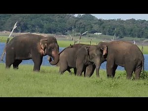 Asian elephant mating at kaudulla National Park, Sri Lanka