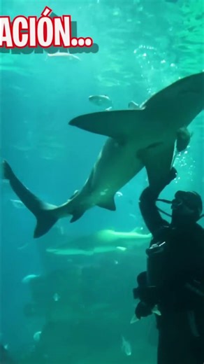 Swim with SHARKS! 🦈 EXCLUSIVE access to the Barcelona Aquarium