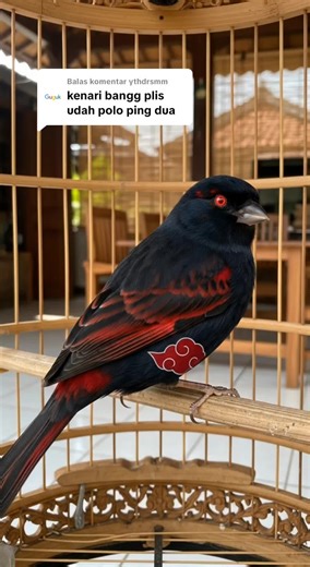 Kenari Akatsuki: Burung Anime dengan Gaya Edgy