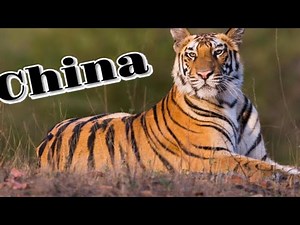 10 fascinating Animals native to China