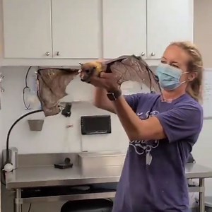 20M views · 468 reactions | This bat is too old to fly, so his caregivers give him a little lift every morning 驪 Check out more animals on ITK: https://bit.ly/2V1meEN | In The Know | Facebook