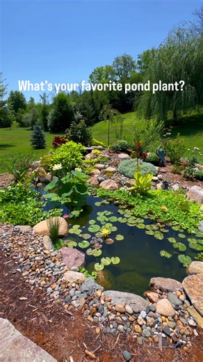 Enhance Your Pond with Essential Plants for Ecosystem Balance