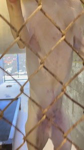 30K views · 463 reactions | Meet the A Kennel dogs, available for fee-free adoption today! Visit our shelter to learn more about these pets. | Horry County Animal Care Center | Facebook