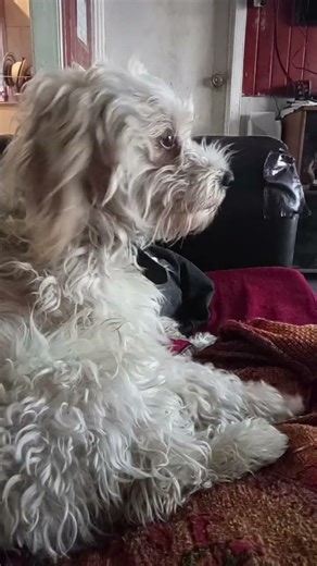 ¡Benji the Parson cockapoo mix! (Quartz Cockapoo)