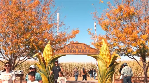 The fun never stops at McCall’s Pumpkin Patch! Explore over 60 attractions, from jumping pillows to slides, sports zones, zip lines, and more. Whether you’re 3 or 93—there’s something for everyone to love! Learn More! https://mccallpumpkinpatch.com/pages/activities | McCall's Pumpkin Patch