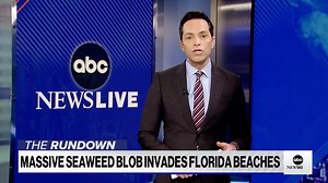 50K views · 1.7K reactions | OpenAI released the latest version of ChatGPT, the artificial intelligence language model making significant waves in the tech industry, on Tuesday. ABC News' Rebecca Jarvis reports. | ABC News Live | Facebook