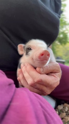 Registered American Mini Pig™️ available babies #charmingminipigs #cute #fallbabies | Charming Mini Pigs