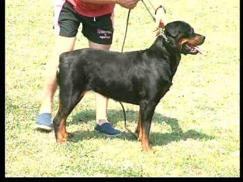 The Rottweiler - Pet Dog Documentary English