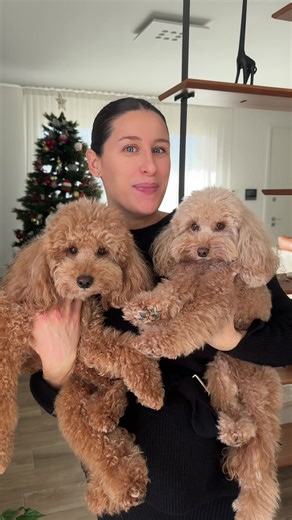 Il trio perfetto per prendersi cura della loro igiene orale🪥😬🐶 KISS ME: per una pulizia che agisce dall’esterno🦷 THE SUPER PRO: per combattere l’alitosi dall’interno🌸 BABY PALM: attraverso il gioco e la masticazione 🌴 Trovate tutto sul sito di @getjampy Codice sconto: ARYA20 #arya #poodle #barboncino #amore