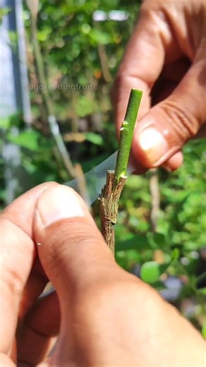9.3K views · 77 reactions | Easy Guide to Successful Citrus Tree Grafting EP232 #gardeningideas | GardeningFruit | Facebook