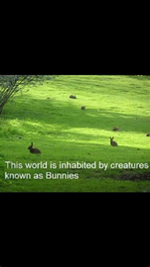 Cute Bunny Video: Adorable Bunny Moments Compilation