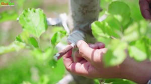 136K views · 1.8K reactions | Apple tree grafting ka success rate kaise badhaya jaa sakta hai? aap ke dvara ki gayi kalm grotwh kregi ya nhi ? Grafting ke liye alag-alag techniques hoti hain, is video me kuch important points btaye gye hai jiska aap ko dhiyan rkhna jruri hai. #grafting #farming #Orchards #plantatree #technique #management #Horticulture #fruitlover #production #knowledge #ImportantNotice | Jittu Chauhan Orchardist | Facebook