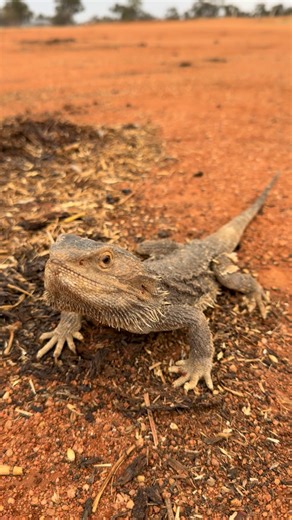 Josh Neille on Instagram: "Just another day working on a farm in outback New South Wales 🇦🇺 Cruising around the paddocks and came across a few of these absolute legends of the bush, bearded dragons 🦎 They love hanging around the haystacks, and it makes perfect sense. Where there’s grain, there’s bugs. Where there’s bugs, there’s lizards, snakes, and all sorts of critters doing their thing 🌾🐜 These fellas are living the good life out here, soaking up the sun and picking off an easy feed. Jus