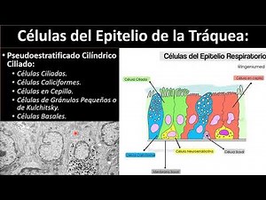 Células del epitelio respiratorio