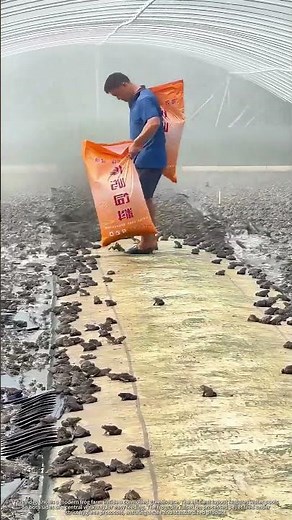 Industrial Frog Farming : Inside a Modern Greenhouse Facility