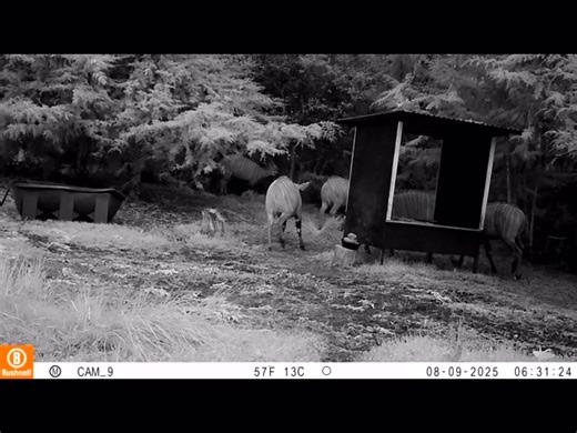Did you know that mountain bongo antelope are extremely active at night? Game cameras at the sanctuary in Kenya allow us to see what the herd is up to at all hours. The buffet is always open! #mountainbongoantelope #bongorepatriation #rewilding Lewa Wildlife Conservancy | Rare Species Conservatory Foundation