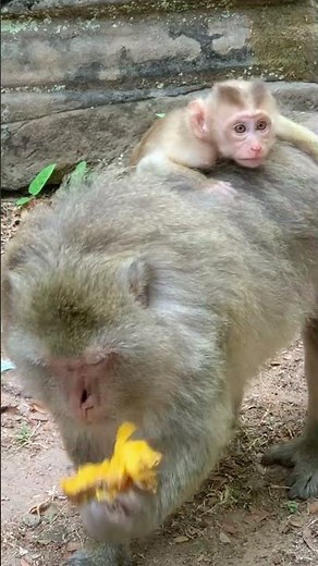 #monkey