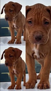 6 week old female “Mariah” Rednose pitbull puppy premier bloodlines #mayday#ofrn#jeep#pitbull