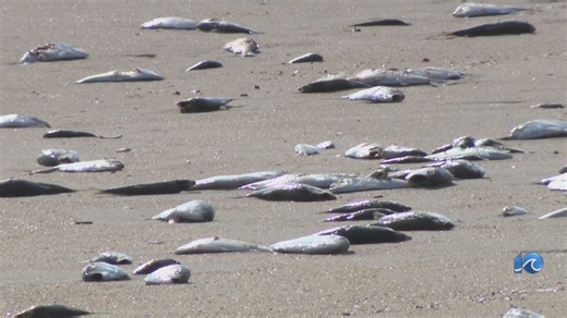 Dead fish blanket parts of Virginia Beach shoreline